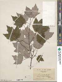 Acer rubrum var. trilobum image