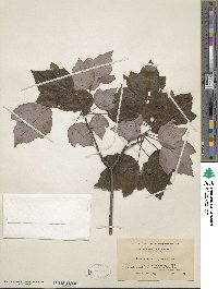 Acer rubrum var. trilobum image