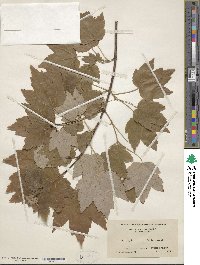 Acer rubrum image