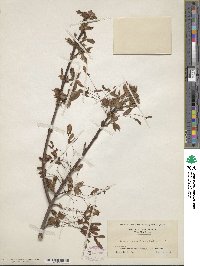 Acer rubrum image