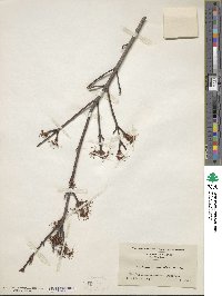 Acer rubrum var. trilobum image