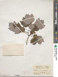 Acer rubrum var. trilobum image