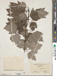 Acer rubrum var. trilobum image