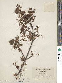 Acer rubrum var. trilobum image