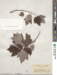 Acer rubrum var. trilobum image