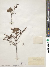 Acer rubrum var. trilobum image