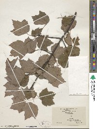 Acer rubrum var. trilobum image