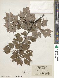 Acer rubrum var. trilobum image