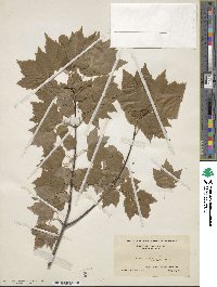 Acer rubrum var. trilobum image