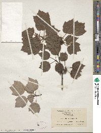 Acer rubrum var. trilobum image