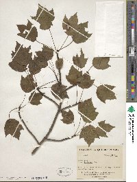 Acer rubrum var. trilobum image