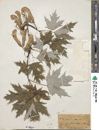 Acer saccharinum image