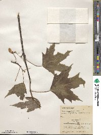 Acer saccharinum image