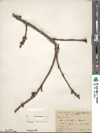 Acer saccharinum image