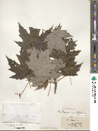 Acer saccharinum image