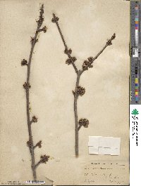 Acer saccharinum image