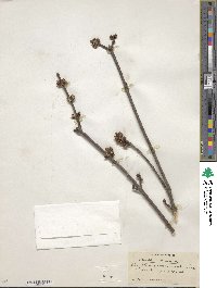 Acer saccharinum image