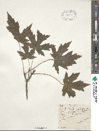 Acer saccharinum image