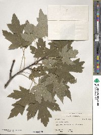 Acer saccharinum image