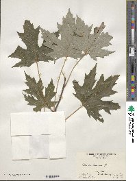 Acer saccharinum image