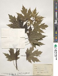 Acer saccharinum image