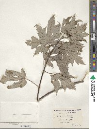 Acer saccharinum image