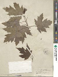 Acer saccharinum image