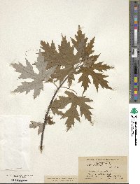 Acer saccharinum image