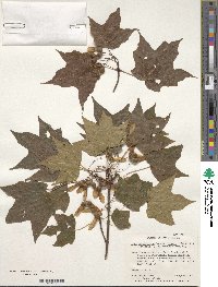 Acer nigrum image