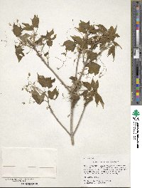 Acer nigrum image