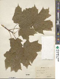 Acer nigrum image