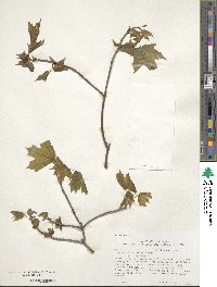 Acer saccharinum image