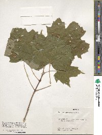 Acer saccharinum image