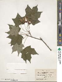 Acer saccharinum image