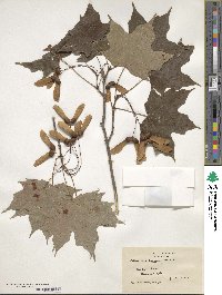 Acer saccharinum image