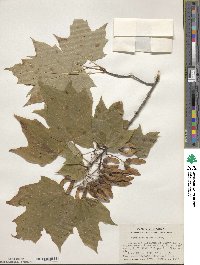 Acer saccharinum image