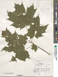 Acer saccharinum image