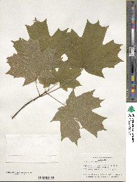 Acer saccharinum image