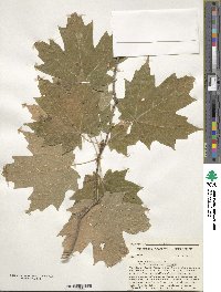 Acer saccharinum image