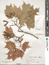 Acer saccharinum image