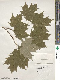 Acer saccharinum image