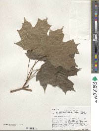 Acer saccharinum image