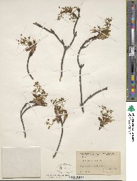 Acer saccharinum image