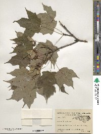 Acer saccharinum image