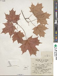 Acer saccharinum image