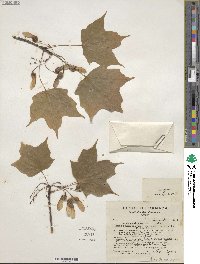 Acer saccharinum image