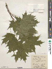 Acer saccharinum image