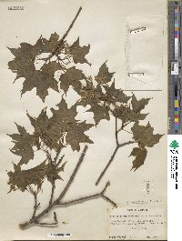 Acer saccharinum image