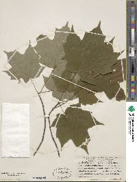 Acer saccharinum image