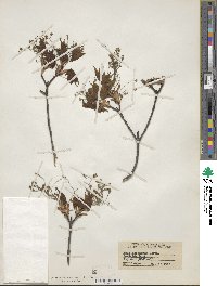 Acer saccharinum image